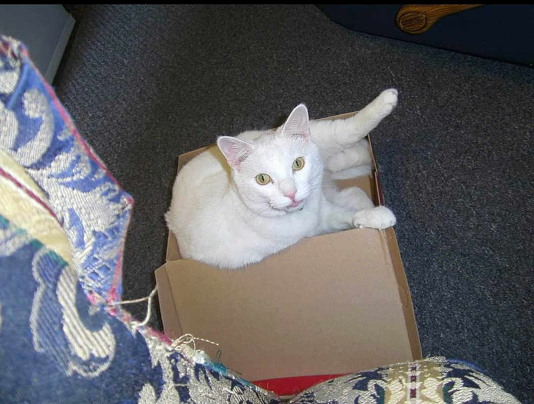 Cotton is registered to the contest to win money with this photo: cat, white_cat, cardboard_box, carpet, indoor, pet, animal, feline, relaxed, curious, paw, looking_up, box, home, cozy, furniture, patterned_fabric, texture, floor, domestic
