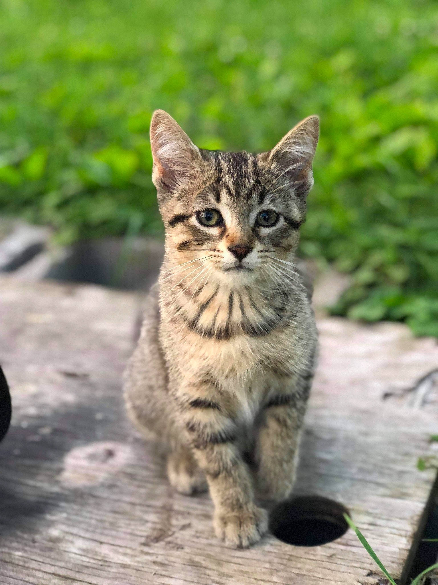 Khan joined the competition — help win amazing prizes! aegean_cat, asian, california_spangled, carnivore, cat, domestic_short_haired_cat, dragon_li, european_shorthair, felidae, kitten, mammal, pixie_bob, rusty_spotted_cat, small_to_medium_sized_cats, tabby_cat, terrestrial_animal, vertebrate, whiskers, wild_cat, wildlife