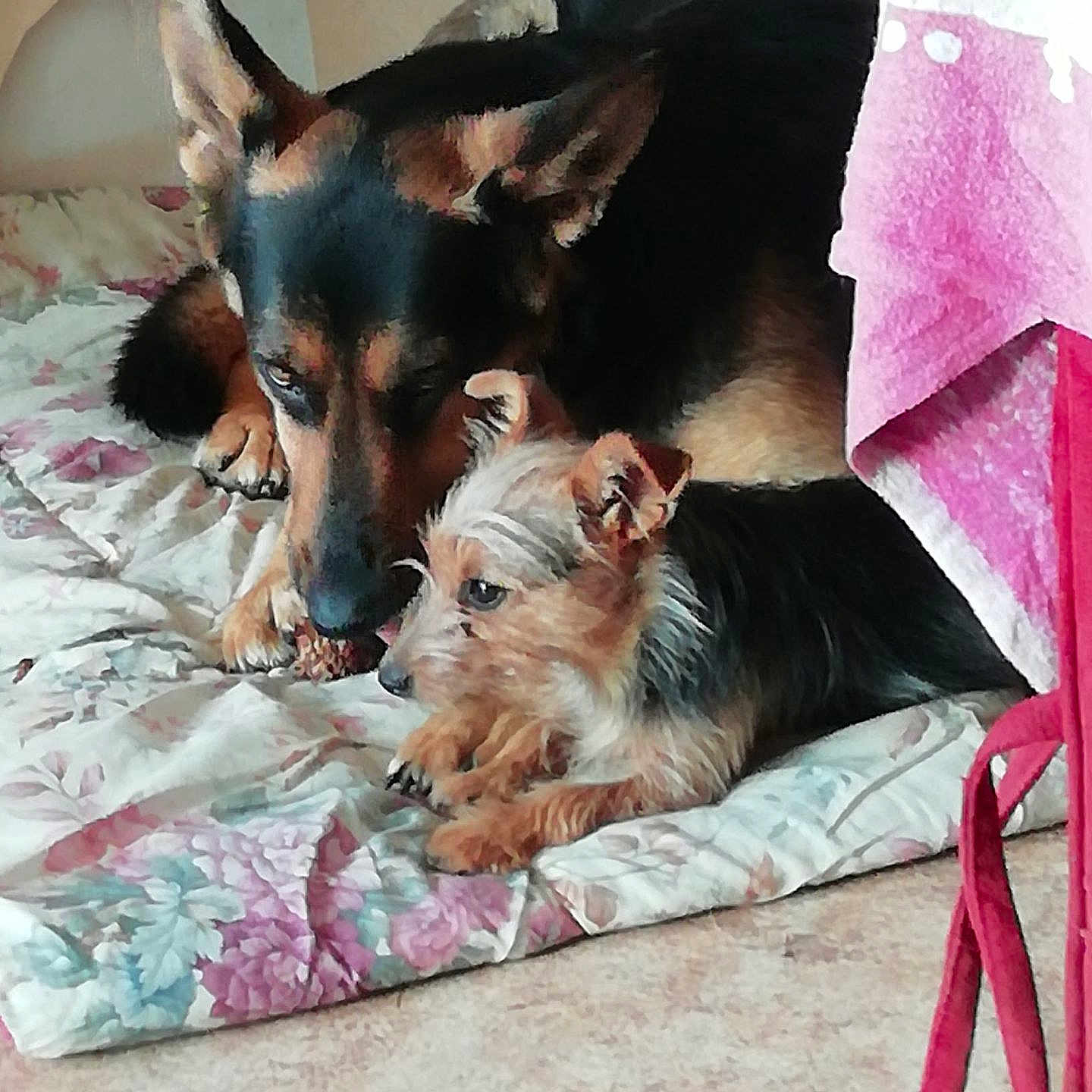 Lana Et Princesse a rejoint le concours — aidez-le/la à gagner de superbes lots ! animal, blanket, companionship, cozy, dog, ears, floor, floral_pattern, friendship, fur, home, indoor, large_dog, nose, paw, pet, pink_cloth, relaxing, resting, small_dog
