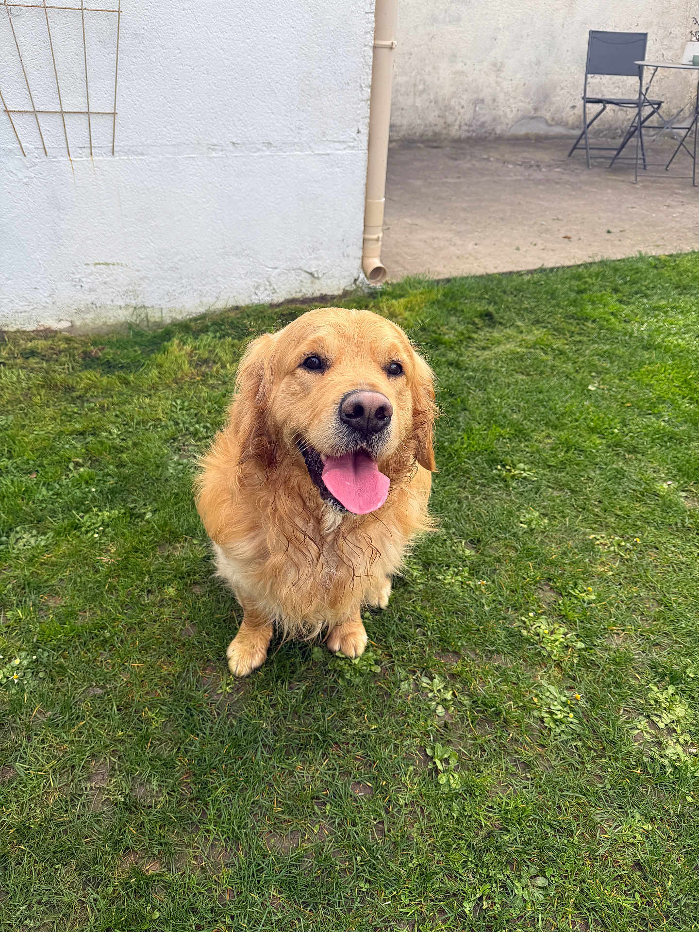 Tao participe au concours pour gagner de l'argent avec cette photo : dog, golden_retriever, grass, outdoor, pet, canine, happy, tongue_out, sitting, yard, garden, animal, mammal, domestic_animal, nature, greenery, fence, chair, wall, pipe