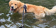 Tao participe au concours pour gagner de l'argent avec cette photo : dog, golden_retriever, black_dog, water, river, leash, swimming, outdoor, animal, pet, nature, stone_wall, happy, tongue_out, canine, playful, summer, daylight, reflection, wet