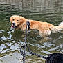 dog, golden_retriever, black_dog, water, river, leash, swimming, outdoor, animal, pet, nature, stone_wall, happy, tongue_out, canine, playful, summer, daylight, reflection, wet