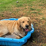 Tao participe au concours pour gagner de l'argent avec cette photo : golden_retriever, dog, plastic_pool, muddy_water, grass, garden, fence, outdoor, pet, summer, canine, relaxed, tongue_out, water, nature, playful, sunny, animal, backyard, greenery