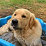 Tao a rejoint le concours — aidez-le/la à gagner de superbes lots ! dog, golden_retriever, water, pool, outdoor, grass, garden, pet, animal, wet, blue_pool, tongue, canine, summer, relaxed, nature, backyard, fur, playful, muddy