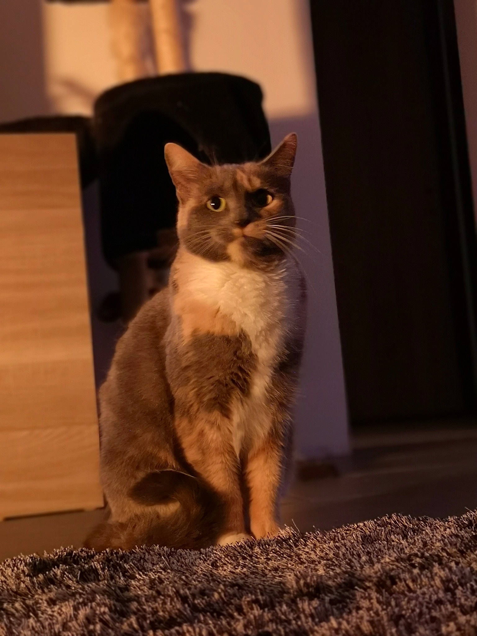 Yné a rejoint le concours — aidez-le/la à gagner de superbes lots ! brown, carnivore, cat, cat_furniture, darkness, domestic_short_haired_cat, door, fawn, felidae, fur, paw, shadow, sitting, small_to_medium_sized_cats, snout, tail, tints_and_shades, whiskers, window, wood