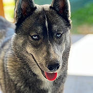Ice participe au concours pour gagner de l'argent avec cette photo : dog, husky, blue_eyes, tongue, portrait, animal, pet, fur, ears, canine, outdoor, closeup, focused, friendly, muzzle, snout, alert, gray_fur, black_fur, white_fur