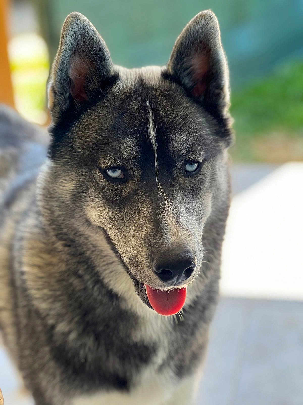 Ice participe au concours pour gagner de l'argent avec cette photo : dog, husky, blue_eyes, tongue, portrait, animal, pet, fur, ears, canine, outdoor, closeup, focused, friendly, muzzle, snout, alert, gray_fur, black_fur, white_fur