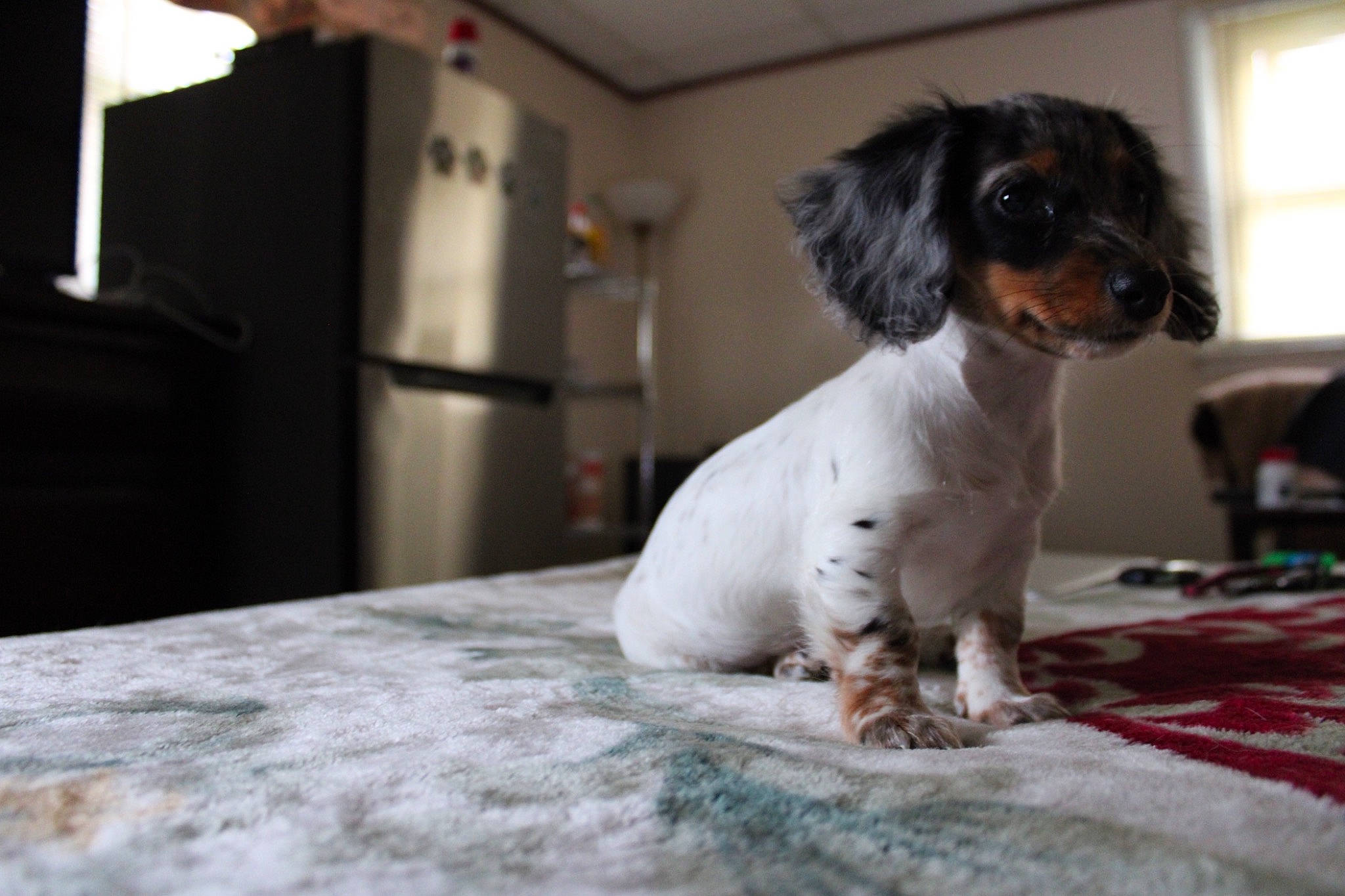 Luna is registered to the contest to win money with this photo: canidae, carnivore, companion_dog, dog, dog_breed, fur, non_sporting_group, recipe, snout, spaniel, sporting_group, toy_dog, whiskers, window, working_animal