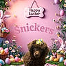 Snickers is registered to the contest to win money with this photo: animal, basket, bunny_decoration, butterfly, cute, decorations, dog, easter, eggs, flowers, grass, holiday, pastel_colors, pink_background, playful, poodle, puppy, sign, snickers, spring
