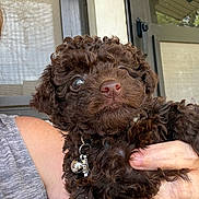 Snickers joined the competition — help win amazing prizes! bell, brown, chocolate, collar, curly_hair, cute, dog, door, eye, fur, hand, holding, indoor, nose, person, pet, puppy, screen, small_dog, window