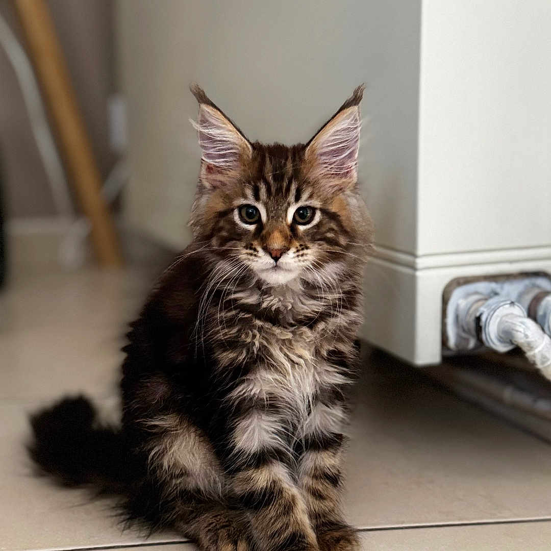 Arrow participe au concours pour gagner de l'argent avec cette photo : animal, cat, curious, cute, domestic, ears, feline, floor, fur, furry, indoor, kitten, looking, mammal, pet, portrait, sitting, tile, whiskers, young