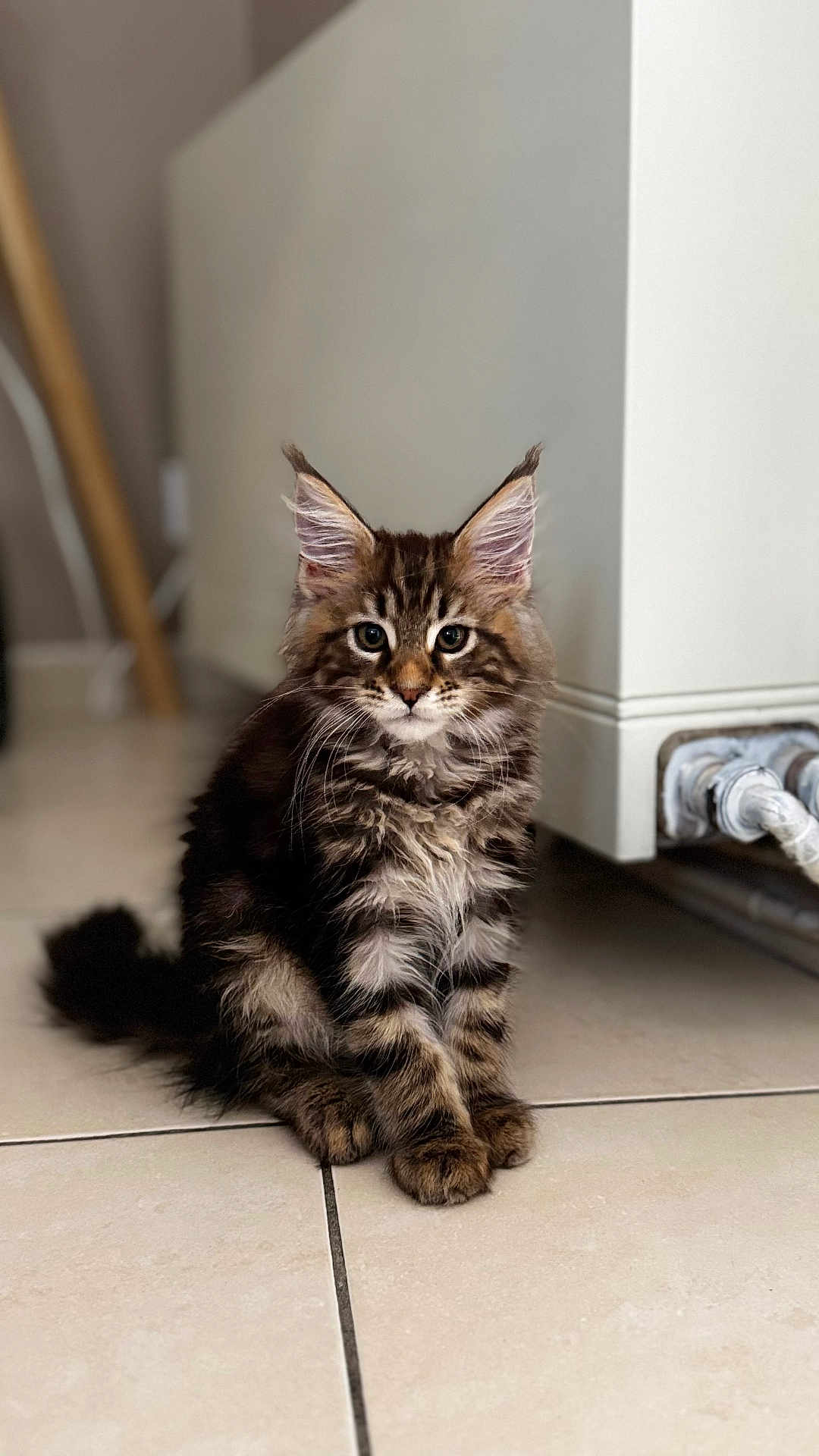 Arrow participe au concours pour gagner de l'argent avec cette photo : kitten, cat, feline, pet, animal, indoor, floor, tile, fur, ears, whiskers, cute, young, domestic, mammal, portrait, sitting, looking, curious, furry