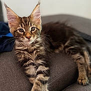 Arrow participe au concours pour gagner de l'argent avec cette photo : kitten, cat, tabby, feline, pet, animal, couch, indoor, relaxed, paws, ears, fur, whiskers, closeup, portrait, young, cute, domestic, resting, cozy