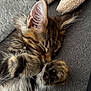 Arrow participe au concours pour gagner de l'argent avec cette photo : kitten, cat, sleeping, fur, tabby, pet, cozy, couch, plush_toy, soft, closeup, whiskers, paw, relaxed, cute, indoor, feline, nap, furry, domestic_animal