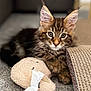 Arrow a rejoint le concours — aidez-le/la à gagner de superbes lots ! kitten, cat, tabby, ears, plush_toy, carpet, scratch_pad, pet, animal, indoor, cute, feline, fur, whiskers, young, relaxed, closeup, playful, domestic_cat, mammal