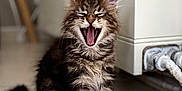 Arrow a rejoint le concours — aidez-le/la à gagner de superbes lots ! cat, kitten, tabby, feline, yawning, mouth_open, sitting, fur, whiskers, ears, indoor, floor, tile, pet, cute, animal, mammal, young, domestic, playful