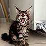 cat, kitten, tabby, feline, yawning, mouth_open, sitting, fur, whiskers, ears, indoor, floor, tile, pet, cute, animal, mammal, young, domestic, playful