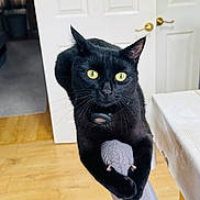 Shadow joined the competition — help win amazing prizes! bedroom, black_cat, cat, collar, door, feline, furniture, gray_pants, home, indoor, legs, person, pet, playful, pointed_ears, portrait, sitting, whiskers, wooden_floor, yellow_eyes