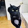 bedroom, black_cat, cat, collar, door, feline, furniture, gray_pants, home, indoor, legs, person, pet, playful, pointed_ears, portrait, sitting, whiskers, wooden_floor, yellow_eyes