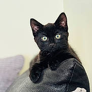 Shadow is registered to the contest to win money with this photo: black_cat, kitten, pet, animal, feline, green_eyes, curious, couch, indoor, texture, close_up, portrait, whiskers, ears, paws, home, soft_lighting, relaxed, domestic_animal, furniture
