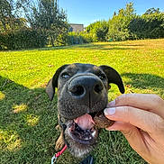 Bella participe au concours pour gagner de l'argent avec cette photo : dog, nose, tongue, treat, hand, grass, outdoor, sunny, blue_sky, trees, leash, playful, pet, canine, close_up, wide_angle, greenery, nature, happy, cheerful