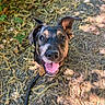 dog, puppy, happy, tongue_out, ear_flop, outdoor, nature, ground, leaves, twigs, sunlight, pet, animal, smiling, closeup, canine, cute, young_dog, playful, leash