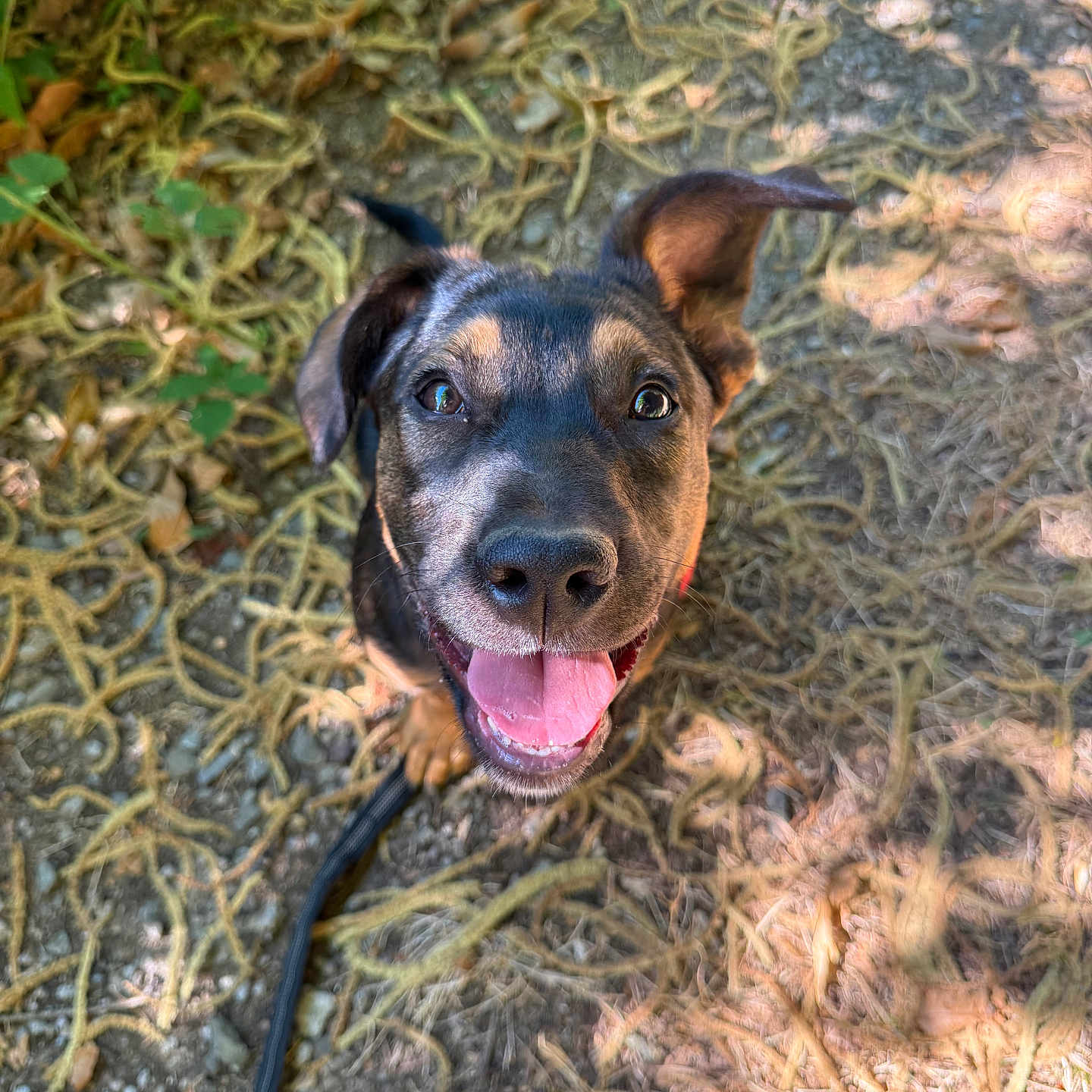 Bella