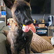 Baïka participe au concours pour gagner de l'argent avec cette photo : dog, puppy, toy, living_room, couch, ears, pet, indoor, furniture, blanket, television, shelf, books, decor, collage, curious, brown, black, canine, pet_accessory