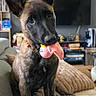 dog, puppy, toy, living_room, couch, ears, pet, indoor, furniture, blanket, television, shelf, books, decor, collage, curious, brown, black, canine, pet_accessory