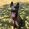 Baïka participe au concours pour gagner de l'argent avec cette photo : dog, animal, pet, grass, sunlight, outdoor, leash, happy, tongue_out, ears, sitting, canine, nature, summer, park, shadow, brown, black, portrait, friendly