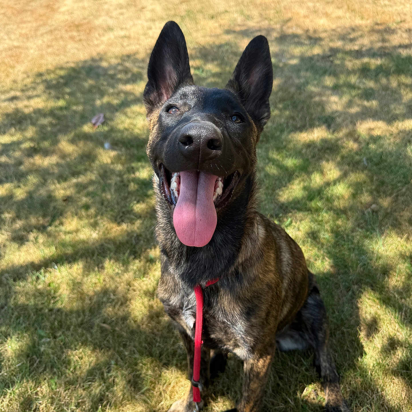 Baïka participe au concours pour gagner de l'argent avec cette photo : dog, animal, pet, grass, sunlight, outdoor, leash, happy, tongue_out, ears, sitting, canine, nature, summer, park, shadow, brown, black, portrait, friendly
