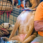 Daisy Mae joined the competition — help win amazing prizes! dog, large_dog, small_dog, couch, blanket, plaid, toy, indoor, relaxed, seated, pet, animal, collar, resting, furniture, human_arm, orange_shirt, home, wood_paneling, comfort