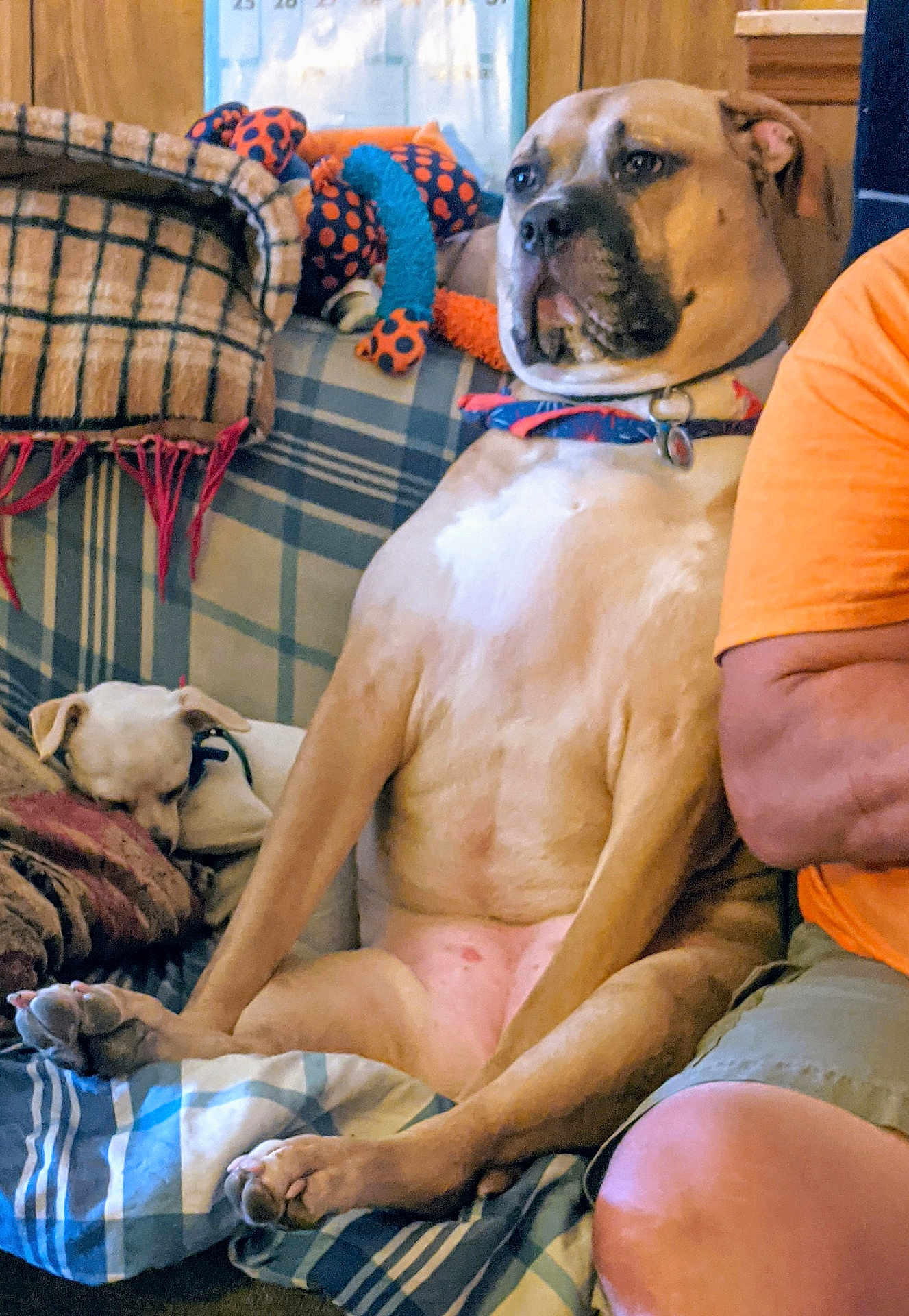 Daisy Mae joined the competition — help win amazing prizes! dog, large_dog, small_dog, couch, blanket, plaid, toy, indoor, relaxed, seated, pet, animal, collar, resting, furniture, human_arm, orange_shirt, home, wood_paneling, comfort