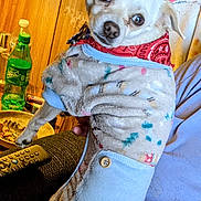 Shadow Houdini is registered to the contest to win money with this photo: animal, bandana, casual, clothing, couch, cozy, cute, dog, furniture, hand, indoor, looking, onesie, person, pet, remote_control, sitting, small_dog, sprite_bottle, wood_paneling