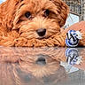 Pennylane joined the competition — help win amazing prizes! dog, puppy, reflection, wicker_chair, toy, brown_fur, outdoor, face, cute, resting, table, furniture, pet, animal, closeup, relaxing, adorable, soft_fur, snout, playful