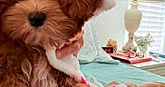 Pennylane joined the competition — help win amazing prizes! puppy, dog, blanket, bed, indoor, lamp, decor, cozy, curly_fur, brown_dog, animal, cute, pet, resting, soft, comfort, paw_prints, furniture, window, relaxing