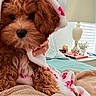 puppy, dog, blanket, bed, indoor, lamp, decor, cozy, curly_fur, brown_dog, animal, cute, pet, resting, soft, comfort, paw_prints, furniture, window, relaxing