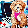 Pennylane is registered to the contest to win money with this photo: dog, puppy, curly_fur, pink_harness, toy, blanket, pet_carrier, outdoor, cute, small_dog, fluffy, brown_fur, white_fur, sitting, looking_at_camera, leash, fabric, pattern, daylight, companion