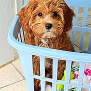 Pennylane joined the competition — help win amazing prizes! puppy, dog, laundry_basket, blanket, cute, indoor, tile_floor, pet, fur, brown, small, young, curious, household, animal, portrait, furniture, domestic, companion, adorable