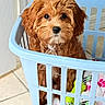 puppy, dog, laundry_basket, blanket, cute, indoor, tile_floor, pet, fur, brown, small, young, curious, household, animal, portrait, furniture, domestic, companion, adorable