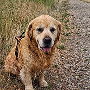 Natsu participe au concours pour gagner de l'argent avec cette photo : dog, golden_retriever, pet, animal, sitting, outdoors, nature, gravel_path, trail, grass, tall_grass, trees, park, countryside, portrait, floppy_ears, fur, leash, happy, blue_sky