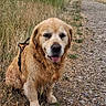 dog, golden_retriever, pet, animal, sitting, outdoors, nature, gravel_path, trail, grass, tall_grass, trees, park, countryside, portrait, floppy_ears, fur, leash, happy, blue_sky