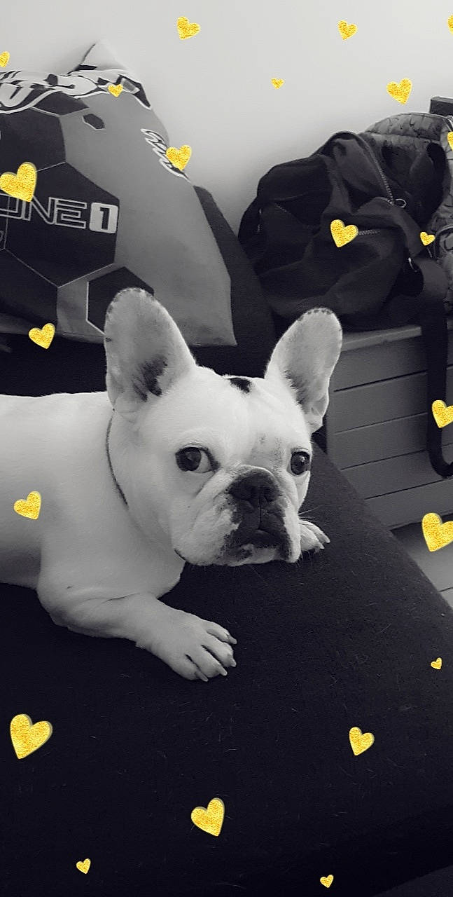 Rhapsody a rejoint le concours — aidez-le/la à gagner de superbes lots ! black, bulldog, canidae, carnivore, companion_dog, dog, dog_breed, ear, fawn, grass, light, logo, monochrome_photography, snout, sporting_group, terrestrial_animal, toy_dog, whiskers, working_animal, yellow