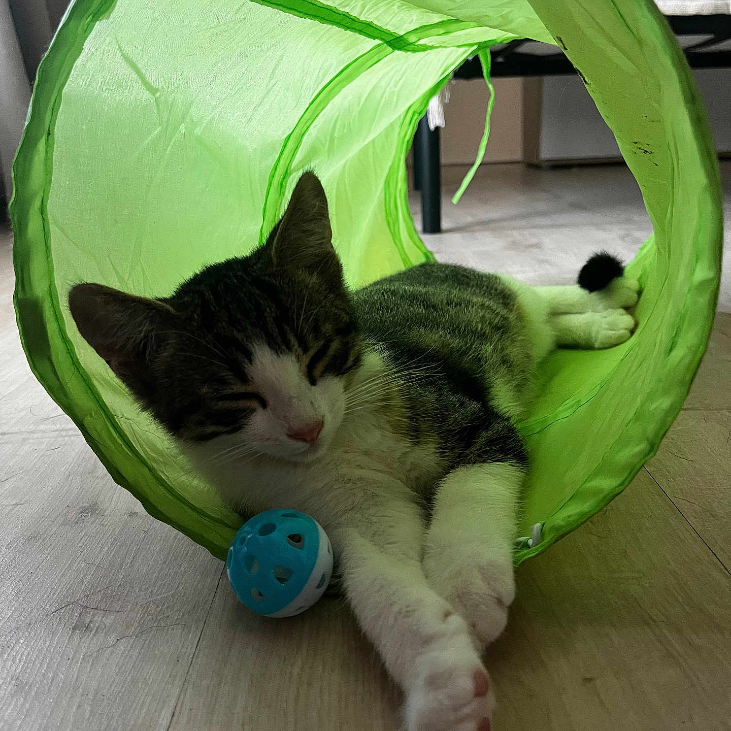 Moon participe au concours pour gagner de l'argent avec cette photo : abyssinian, animal, architecture, basket, building, cat, furniture, hardwood, indoors, kitten, manx, mosquitonet, outdoors, person, pet, shelter, sleeping, sphere, tent, wood
