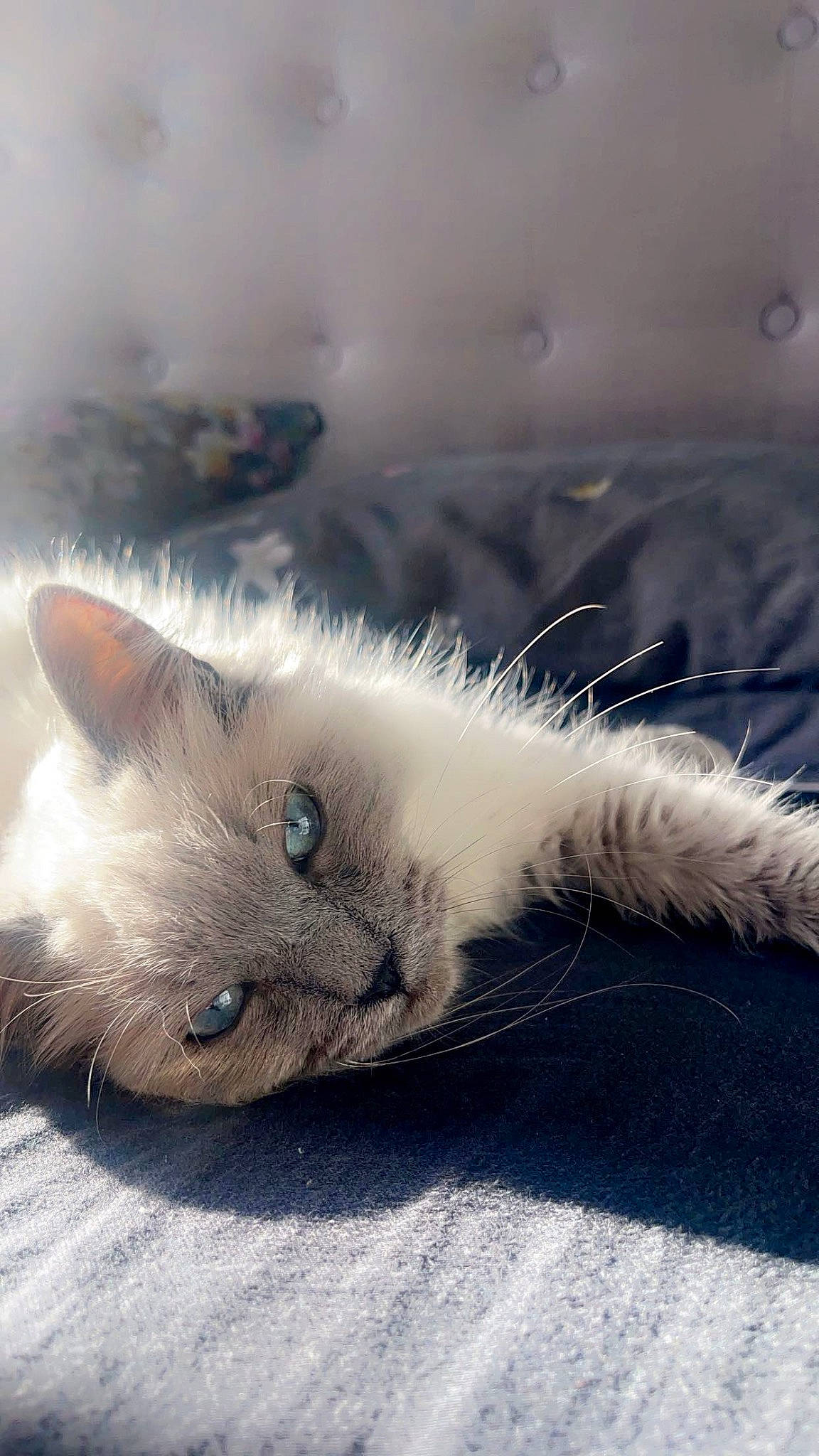 Gary is registered to the contest to win money with this photo: balinese, birman, carnivore, cat, claw, domestic_short_haired_cat, fawn, felidae, fur, paw, ragdoll, sky, small_to_medium_sized_cats, snout, tail, thai, whiskers, wing