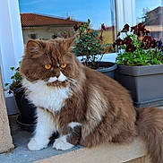 Appy a rejoint le concours — aidez-le/la à gagner de superbes lots ! cat, fluffy, longhaired, brown_and_white, persian_cat, pet, animal, portrait, sitting, balcony, window, potted_plants, flowers, rooftop, outdoor, blue_sky, whiskers, amber_eyes, fur, home