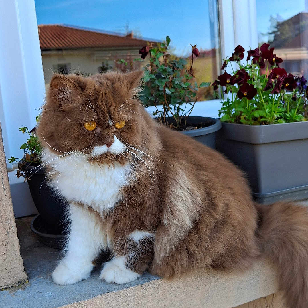 Appy a rejoint le concours — aidez-le/la à gagner de superbes lots ! cat, fluffy, longhaired, brown_and_white, persian_cat, pet, animal, portrait, sitting, balcony, window, potted_plants, flowers, rooftop, outdoor, blue_sky, whiskers, amber_eyes, fur, home