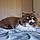 Sab S. I.