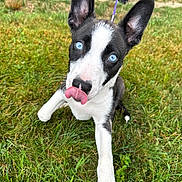 Sky joined the competition — help win amazing prizes! puppy, dog, blue_eyes, black_and_white, grass, leash, outdoor, pet, young_dog, tongue, close_up, playful, cute, animal, grass_field, ears, canine, nature, fun, tongue_out