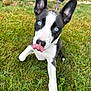 puppy, dog, blue_eyes, black_and_white, grass, leash, outdoor, pet, young_dog, tongue, close_up, playful, cute, animal, grass_field, ears, canine, nature, fun, tongue_out